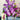 FreshCut Paper LLC Garden Lilacs Pop-Up Greeting Card - Greeting Cards Merchandise