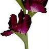 Select Gladiolus Spray Plum 34" - Artificial Flowering Plants Silk