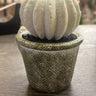 Glitter Cactus 4" - Evergreen Home and Floral