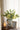 A&B Green-Gold Glass Floral Print Vase 5"D x 7" - Vases Merchandise