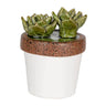 A&B Green-White Ceramic Succulent in Pot 4"D x 5"H - Figurines Merchandise