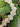 Ocean Pearl Jewel Drop 48-inch garland by Regency; white pearl and crystal bead strand