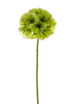 Scabiosa Ball Stem Light Green 22"