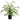 Allstate Asian Bayberry Plant in Plastic Pot 26.5" - Artificial Shrubs Silk