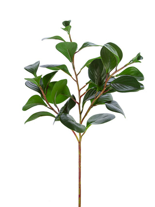 Peperomia Spray 26"