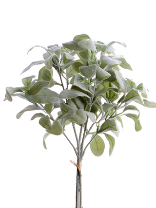 Lambs Ear Bundle 21"