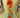 John Mark - JME Red/Mustard Taffeta Dupion Ribbon 2.5" x 10yd