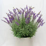 Supreme Lavender with White Pot 30" - Artificial Non-Flowering Plants Silk
