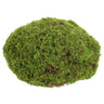 Allstate Moss Bun 6" x 7.5" - Uncategorized Merchandise
