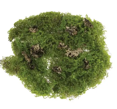 Select Moss Mat 11" - Uncategorized Silk