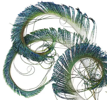 Natural Iridescent Peacock Sword Feathers 12-20" (Pack of 25)