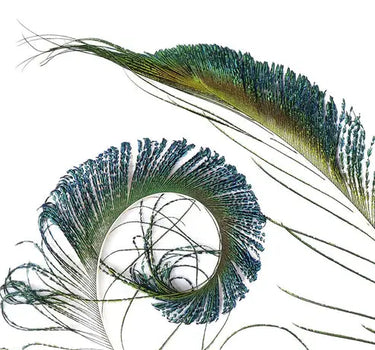 Natural Iridescent Peacock Sword Feathers 12-20" (Pack of 25)