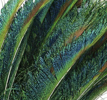 Natural Iridescent Peacock Sword Feathers 12-20" (Pack of 25)