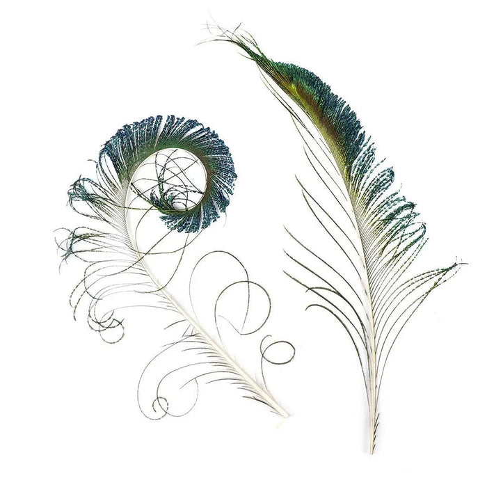 Natural Iridescent Peacock Sword Feathers 12-20" (Pack of 25)