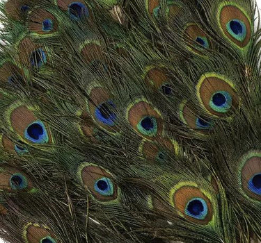 Natural Peacock Feathers with Complete Eyes  2-4" (Pack of 25)