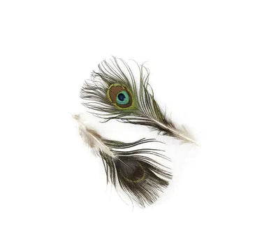 Natural Peacock Feathers with Complete Eyes  2-4" (Pack of 25)