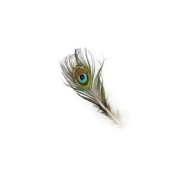 Natural Peacock Feathers with Complete Eyes  2-4" (Pack of 25)