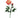 Peony Spray Salmon - Peach 28" - Evergreen Home and Floral