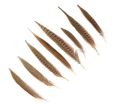 Natural Pheasant Tail Feathers  8-14"  (Pack of 10)