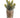 Allstate Real Touch Sedum in Glass Vase 8" - Artificial Non-Flowering Plants Silk