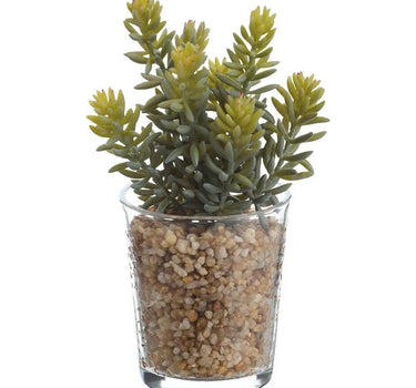 Allstate Real Touch Sedum in Glass Vase 8" - Artificial Non-Flowering Plants Silk