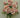 Golden Bell Rose Bud Bush Mauve 19" - Artificial Flowering Plants Silk