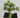 Supreme Sedum Pick Green 5" - Artificial Non-Flowering Plants Silk