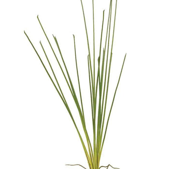 AmBest Small Chives Bush Green 33" - Uncategorized Silk