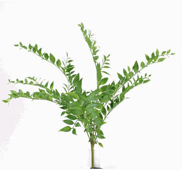 Direct Export Smilax Leaves Bush Green 29.5" - Artificial Non-Flowering Plants Silk