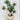 Supreme Succulent with Pot 14" x 12" x 25" - Artificial Non-Flowering Plants Silk
