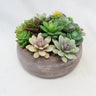 Supreme Succulent with Pot 8" x 8" x 5.5" - Artificial Non-Flowering Plants Silk