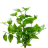 AmBest UV Pendula Bush 19" - Artificial Non-Flowering Plants Silk