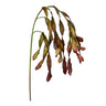 White Leadtree Leucaena Spray 35" - Evergreen Home and Floral