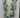 Golden Bell Wisteria Garland Blue 6' - Garlands Silk
