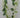 Golden Bell Wisteria Garland Cream 6' - Uncategorized Silk