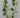 Wisteria Garland Cream 6' - Evergreen Home and Floral