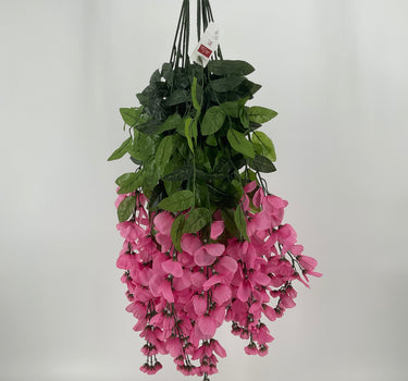 Wisteria Hanging Bush Orchid - Evergreen Home and Floral