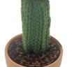 Wool Cactus in Clay Pot (2 Asst) - Evergreen Home and Floral